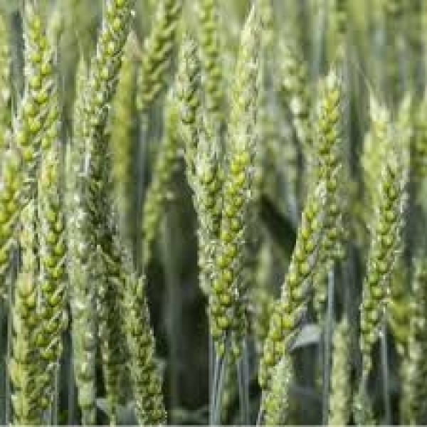 SEMI DI FRUMENTO KWS SCIROCCO 2^ RIP 25 KG NON TRATTATO