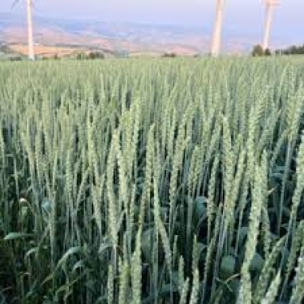 SEMI DI FRUMENTO KWS STARLIGHT 2^RIP TRATTATO BIG BAG 600 KG