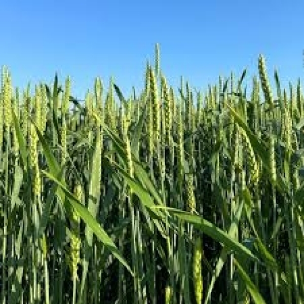 SEMI DI FRUMENTO KWS CARUSUM 2^RIP NON TRATTATO 25 KG