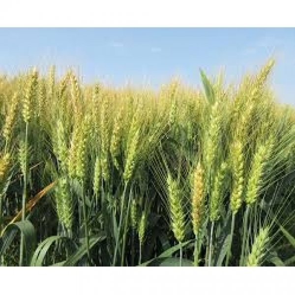 SEMI DI FRUMENTO KWS CRITERIUM 2^RIP TRATTATO 25 KG