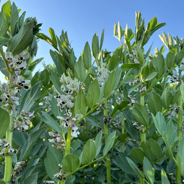 SEMI DI TRITICALE COSINUS 2^RIP BIG BAG 500 KG TRATTATO