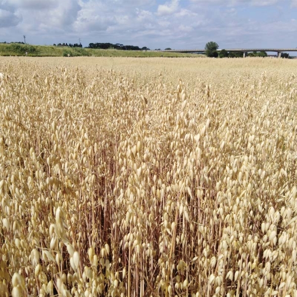 SEMI DI AVENA BIANCA AVENY 25 KG BIOLOGICA