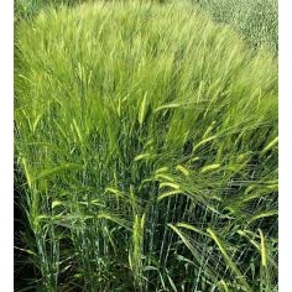 SEMI DI ORZO DISTICO KWS TARDIS 2^RIP TRATTATO 25 KG