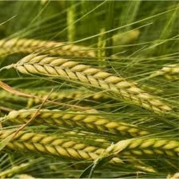 SEMI DI ORZO DISTICO KWS TARDIS 2^RIP NON TRATTATO 25 KG