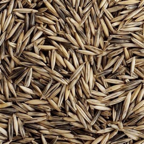 SEMI DI AVENA STRIGOSA DELUX 25 KG NON TRATTATA