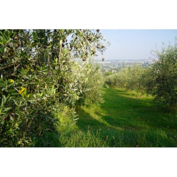 SEMI DI ORZO POLISTICO KWS TONIC 2^RIP TRATTATO BIG BAG 500 KG