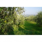 SEMI DI ORZO POLISTICO KWS TONIC 2^RIP 500 KG TRATTATO PROSEED (AMMESSO ANCHE IN AGRICOLTURA BIOLOGICA)