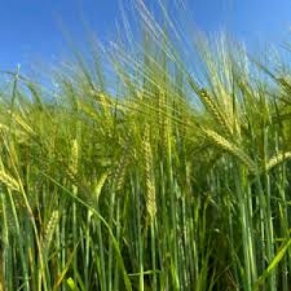 SEMI DI ORZO POLISTICO KWS TONIC 2^RIP 500 KG BIOLOGICO