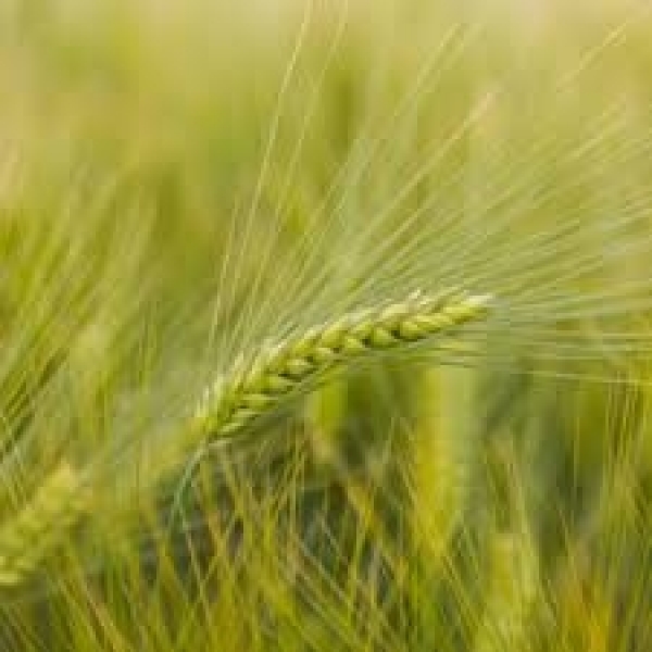 SEMI DI ORZO POLISTICO KWS ORBIT 2^ RIP 25 KG TRATTATO