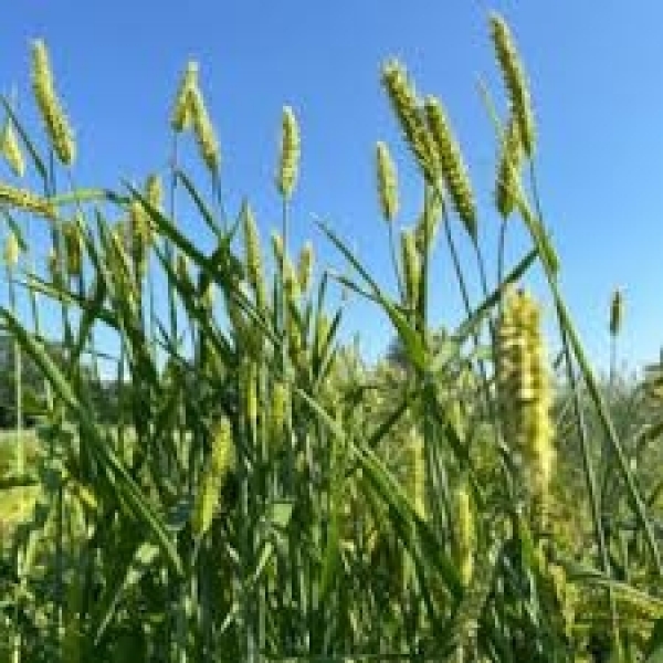 SEMI DI ORZO POLISTICO KWS ORBIT 2^ RIP TR BIG BAGS 500 KG