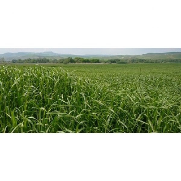 SEMI DI ORZO POLISTICO KWS ORBIT 2^ RIP 25 KG NON TRATTATO