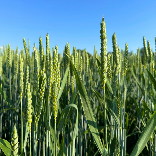 SEMI DI FRUMENTO CH CAMPALA 600 KG TRATTATO