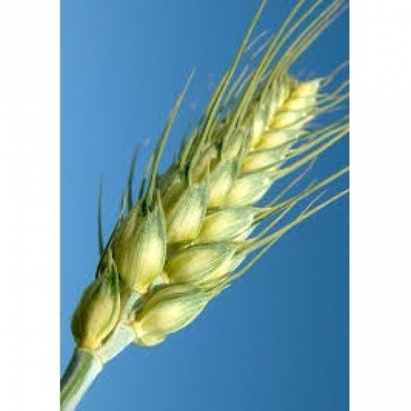 SEMI DI FRUMENTO CH CAMPALA 2^ RIP 500 KG TRATTATO