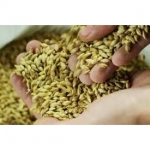 SEMI DI ORZO DISTICO DA MALTO LEANDRA 1^ TRATT. KG 30