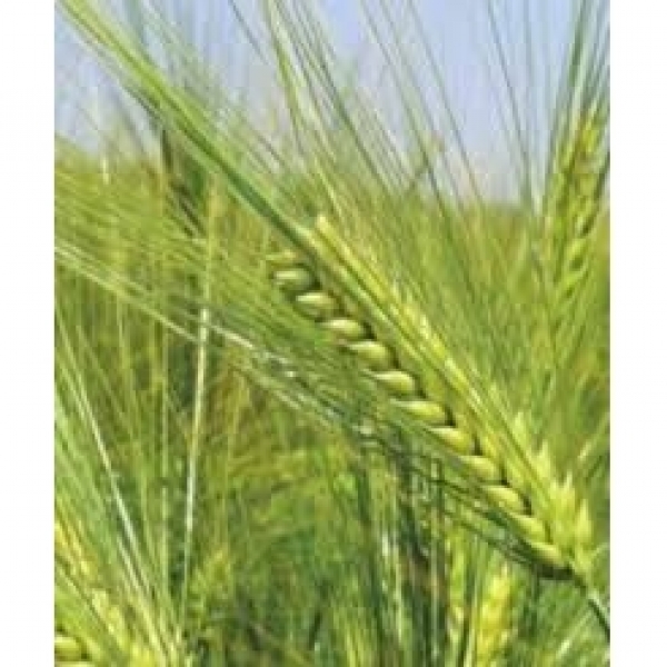 SEMI DI ORZO POLISTICO SENTA 2^ RIP KG.25 TRATTATO