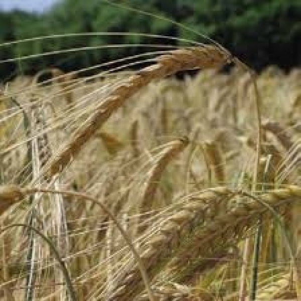 SEMI DI ORZO POLISTICO SENTA 2^ RIP KG.25 NON TRATTATO