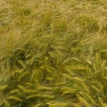 SEMI DI ORZO POLISTICO MUTICO MOCHINA 9 - 30 KG PROSEED (AMMESSO IN AGRICOLTURA BIOLOGICA)