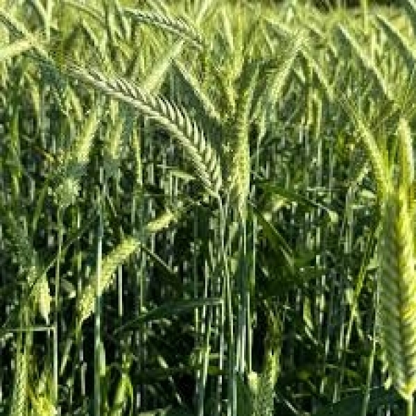 SEMI DI TRITICALE CLAUDIUS 2^RIP 25 KG NON TRATTATO