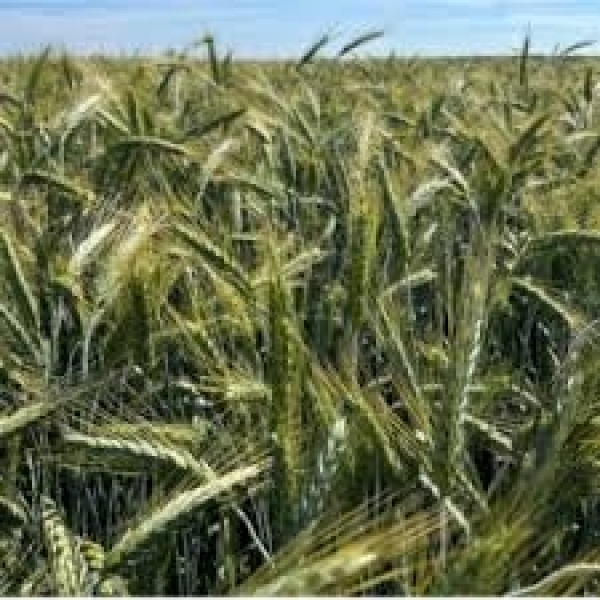 SEMI DI TRITICALE CLAUDIUS 1^RIP 30 KG BIOLOGICO