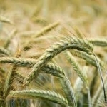 SEMI DI TRITICALE DUBLET 2^RIP 25 KG TRATTATO PROSEED (AMMESSO ANCHE IN AGRICOLTURA BIOLOGICA)