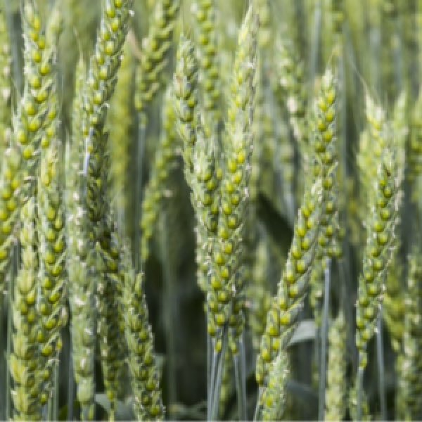 SEMI DI FRUMENTO ITAKA TRATTATO KG.30