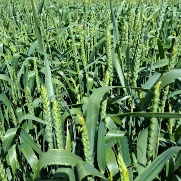 SEMI DI FRUMENTO LUDWIG 1^ RIP 25 KG TRATTATO