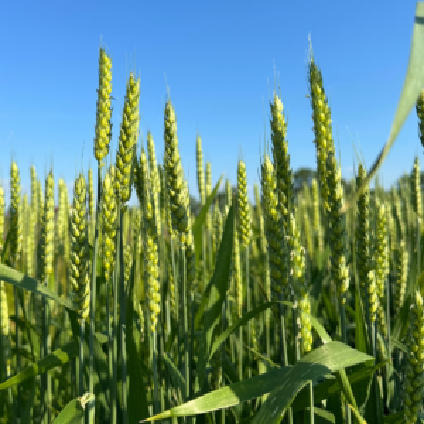 SEMI DI FRUMENTO ENRICO 1^ RIP 30 KG TRATTATO