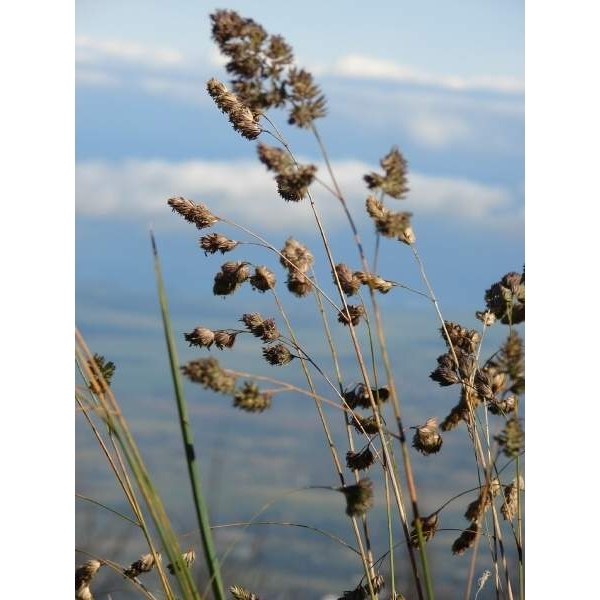 SEMI DI ERBA MAZZOLINA - DACTYLIS GLOMERATA VARIETÀ DONATA 18KG - ...