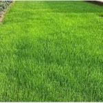 SEMI PER TAPPETO ERBOSO TOP CLASS - SPORTFIELD REGENERATION 10KG