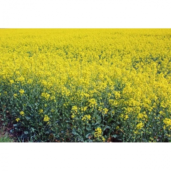 SEMI DI RAVIZZONE VARIETÀ CARLINDA - NON TRATTATO - 25KG