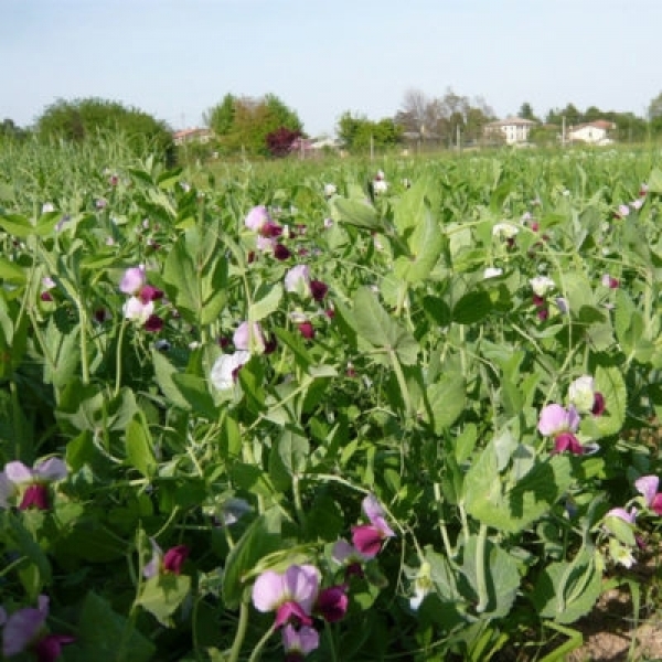 SEMI DI PISELLO DA FORAGGIO VARIETÀ TURNIA 25KG - NON TRATTATO