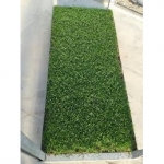 SEMI PER TAPPETO ERBOSO TOP CLASS 4 SOD SPORTPLAY 10 KG - SEME CONCIATO CON MICORRIZE E BIOATTIVATTORI