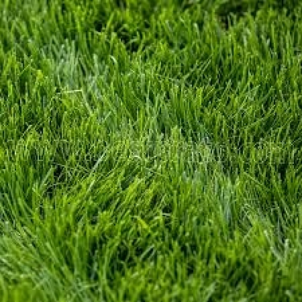 SEMI PER TAPPETO ERBOSO TOP GREEN - PRESTIGE 10 KG