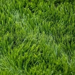 SEMI PER TAPPETO ERBOSO TOP GREEN - PRESTIGE 10 KG IN CONFEZIONE DA 1 KG