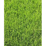 SEMI PER TAPPETO ERBOSO LOIETTO PERENNE COLORE CHIARO - FIREBIRD 25 KG