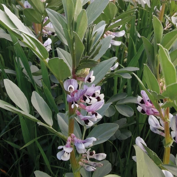 SEMI DI FAVINO SCURO VARIETÀ SCURO DI TORRELAMA 25KG - NON TRATTATO