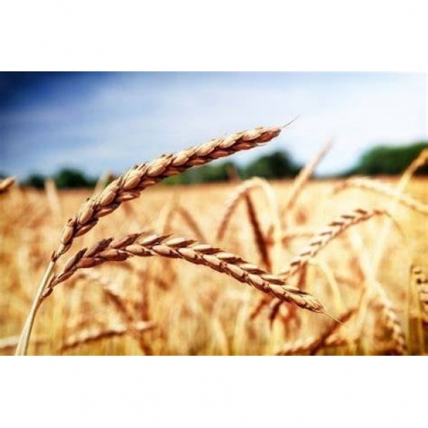 SEMI DI FARRO SPELTA VARIETÀ SERENITE - NON TRATTATO - 15 KG