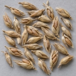 Semi di Farro Spelta Serenite - 15 kg - Non trattati