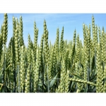 Semi di Frumento Tenero Ilaria Bio - 25 kg
