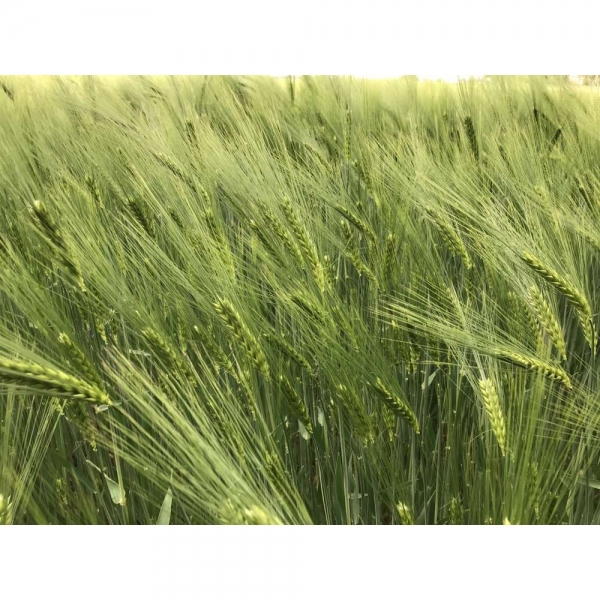 SEMI DI ORZO POLISTICO VARIETÀ  ALIENOR - NON TRATTATO - 25KG