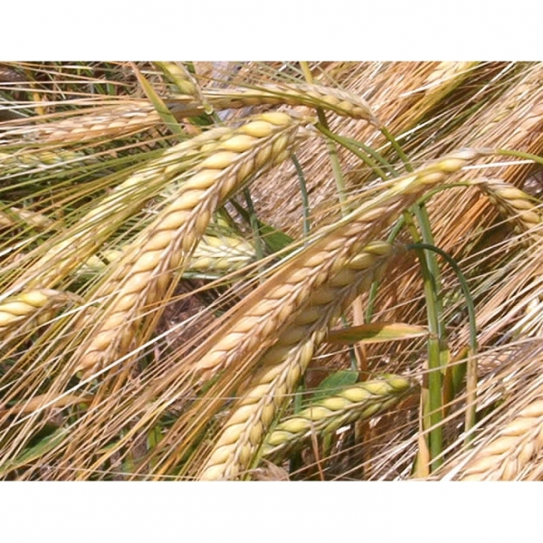 SEMI DI ORZO DISTICO VARIETÀ TEA Trattato RUBIN PLUS (C4) - 25KG