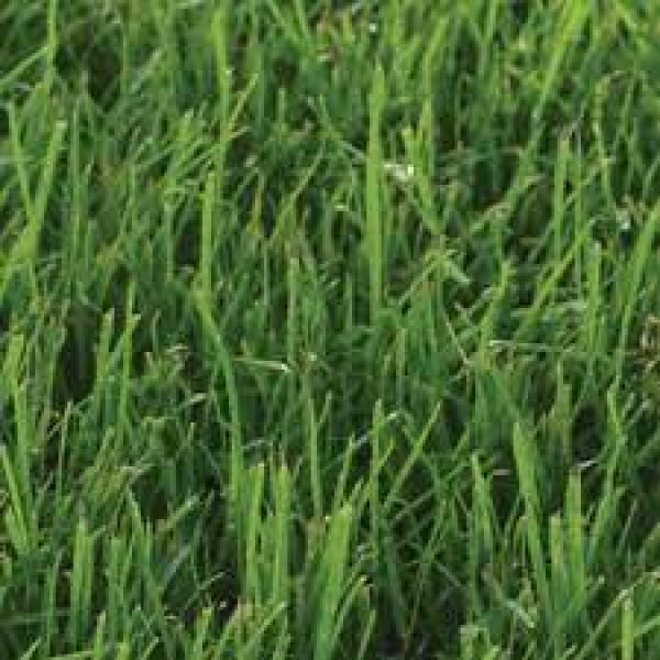 SEMI PER TAPPETO ERBOSO LOIETTO PERENNE COLORE MEDIO SCURO TETRADRY 0/0 (TETRAPOLIDE) 25 KG - VARIETA' CON OTTIME PRESTAZIONI ANCHE IN CASO DI PROBLEMI DI SALINITA'