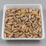 Semi di Triticale Bikini - 25 kg - Trattati
