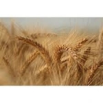Semi di Triticale Bikini - 25 kg - Trattati