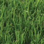 SEMI PER TAPPETO ERBOSO LOIETTO PERENNE COLORE SCURO - DARK MATTER 0/0 22,7 KG
