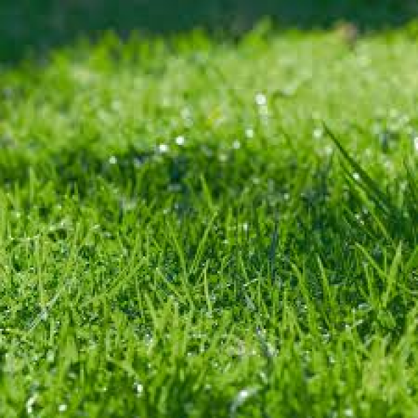SEMI PER TAPPETO ERBOSO LOIETTO PERENNE -  ESQUIRE 0/0 25 KG