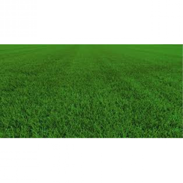 SEMI PER TAPPETO ERBOSO POA PRATENSE - AVIATOR II 0/0 22,7 KG