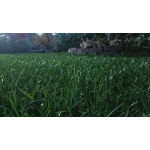 SEMI PER TAPPETO ERBOSO POA PRATENSE - AVIATOR II 0/0 22,7 KG