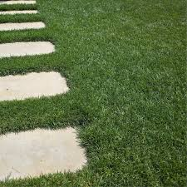 SEMI PER TAPPETO ERBOSO FESTUCA ARUNDINACEA - TURFWAY 0/0 22,70 KG