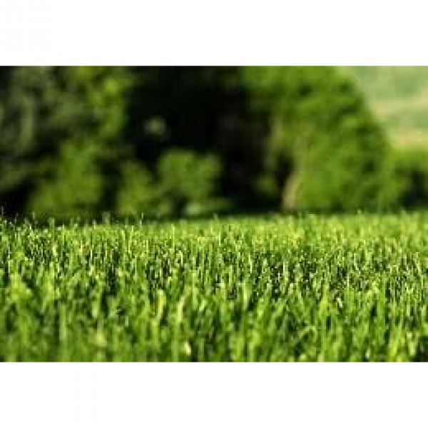 SEMI PER TAPPETO ERBOSO FESTUCA ARUNDINACEA - INFERNO 0/0 22,7 KG